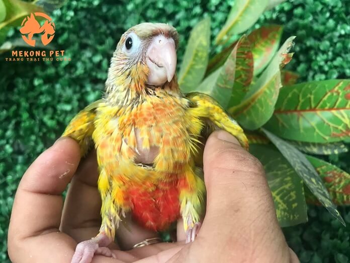 Mua Bán Vẹt Green Check Conure (vẹt má xanh) Tại TP.HCM